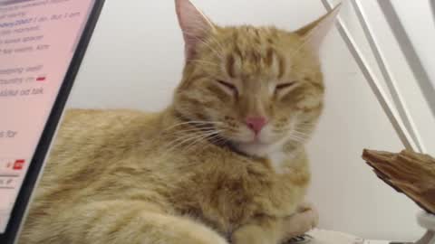 Visceratio online show from February 7, 9:58 pm