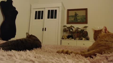 Visceratio online show from February 10, 6:24 pm